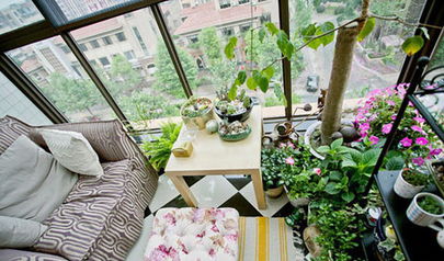 迷你花果， 园艺界的“小可爱”