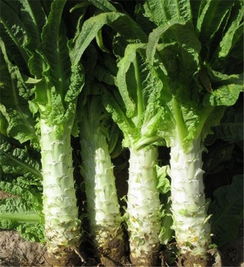 莴苣喜欢微酸土， 营养需求也高