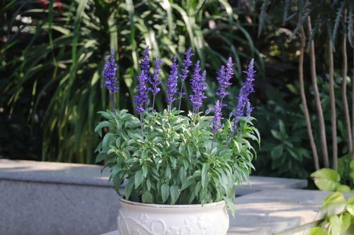 绿花石斛的种植技巧