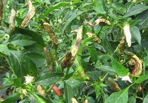 注意事项， 避免误区