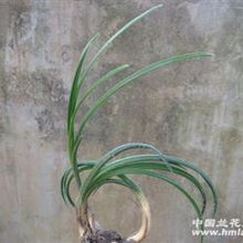 蕙兰叶子发黄，如何挽救
