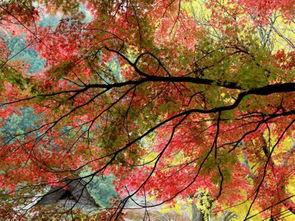 薄荷万寿菊：门口的美容师