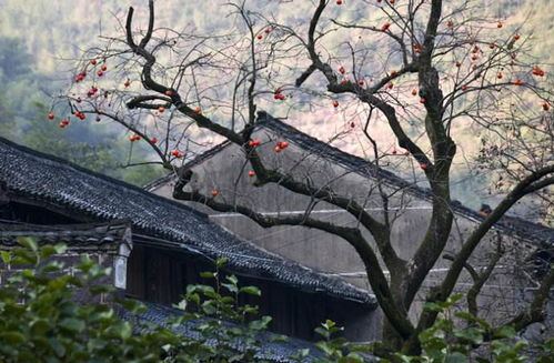 柿子树种在院子里行不行？这些禁忌你了解吗