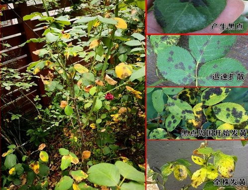 环境，你也要干净