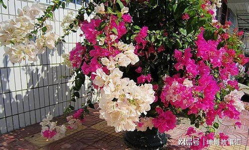 紫藤丰花苗，如何培育出双花冠