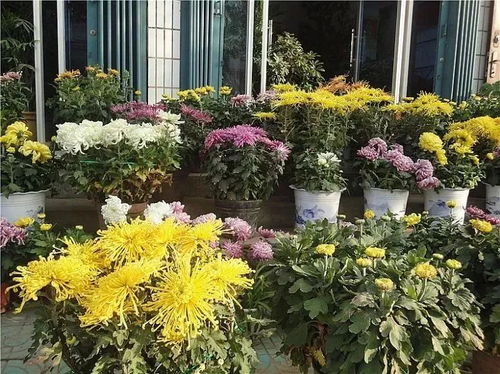 北方阳台党怎么促花？三步补救法