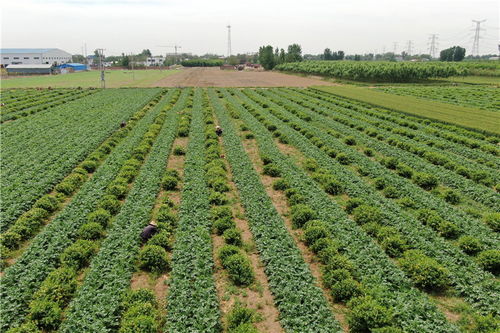 我国某山区农民通过种植金银花，成功脱贫致富