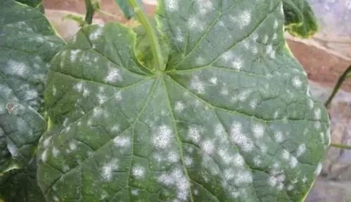 绿豆叶锈病，这病咋个来着？