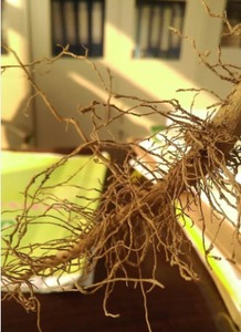 苗木栽植的技巧