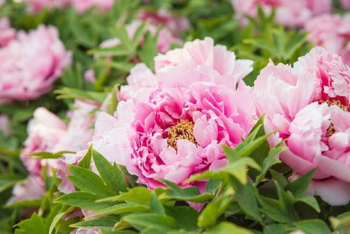 牡丹花怎么选？品种、颜色、花期