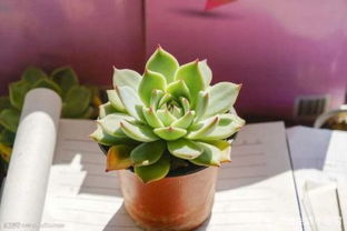 适合小盆养多肉的土壤选择