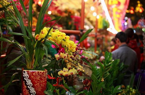 直播间里的花苗，真的靠谱吗？