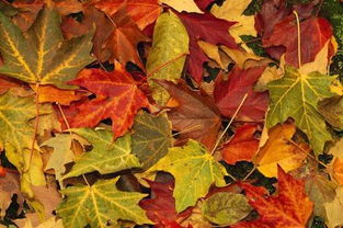夏季：繁茂生长的季节