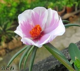 误区3：打死也别买种子