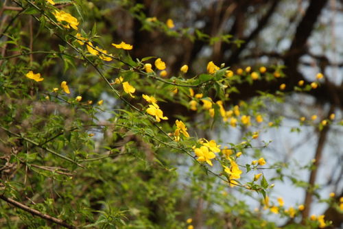 棣棠花的名称趣闻