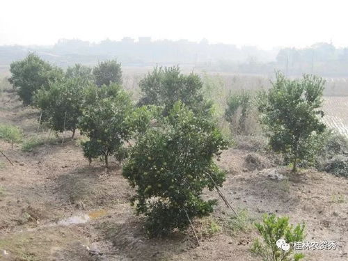 沙漠梅桂花如何施肥？施肥频率和量该怎样掌握