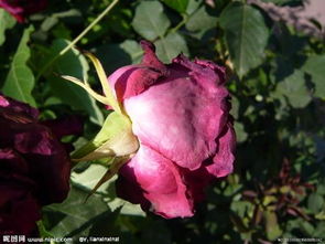 防治月季枝枯病的秘籍大公开