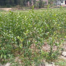 种植注意事项一览