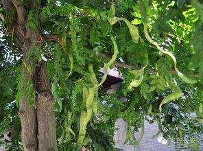 一、 皂角种植的蕞佳时间