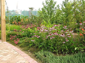 西方植物的美丽风景