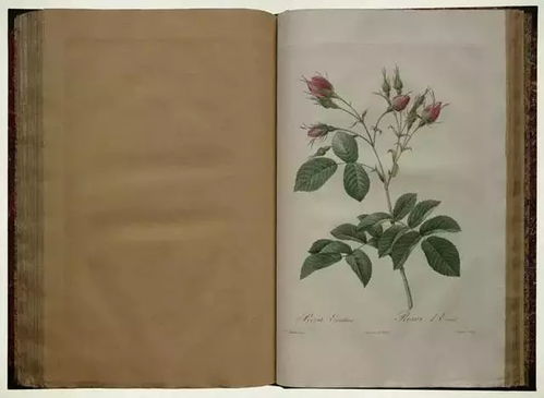 油画花干叶，为何如此脆弱易折
