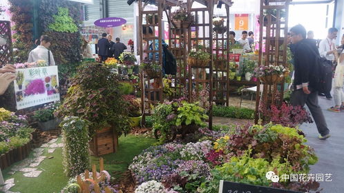 花卉盛宴， 美丽绽放