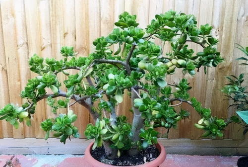 养护要点：浇水与施肥