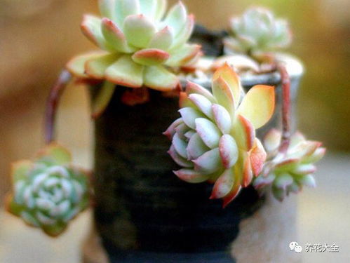 多菌灵是个啥？