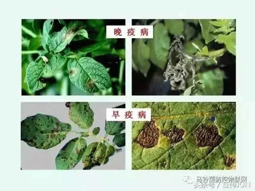 彩叶草有毒吗？看完这篇你就不用担心啦