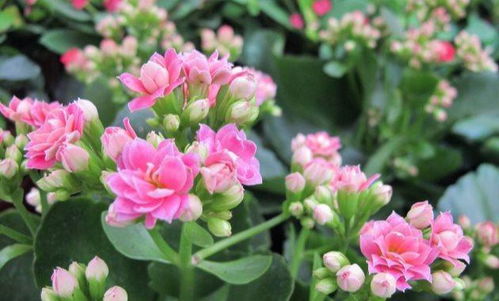 虫害防治新思路：