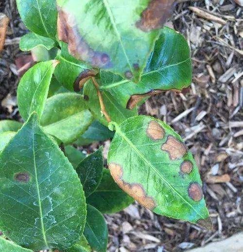 植物叶子腐烂了如何有效处理