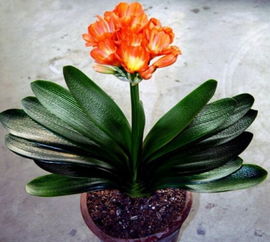 花农手把手教我叶子造型，强迫症花友的福音！