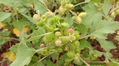 先说说采收时间