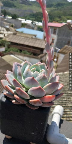 生石花虽小，却无臭味