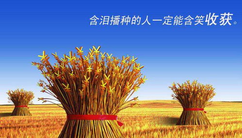 大麦双“成熟”，花语是收获与希望