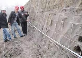 护坡英雄——波斯菊，绿化界的闪电侠！