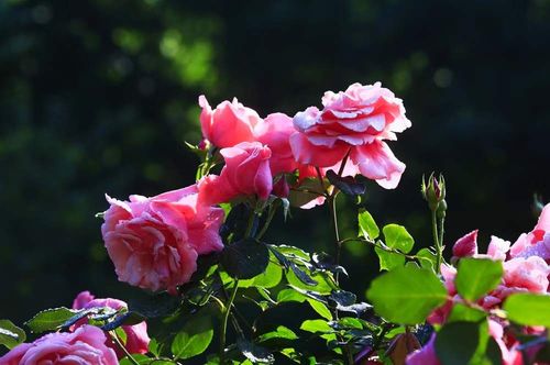 月季花开在何处？