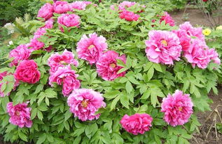 牡丹花的浇水之道