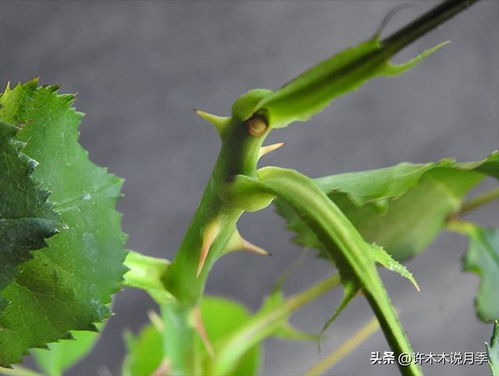 主干无芽，如何巧妙拆分