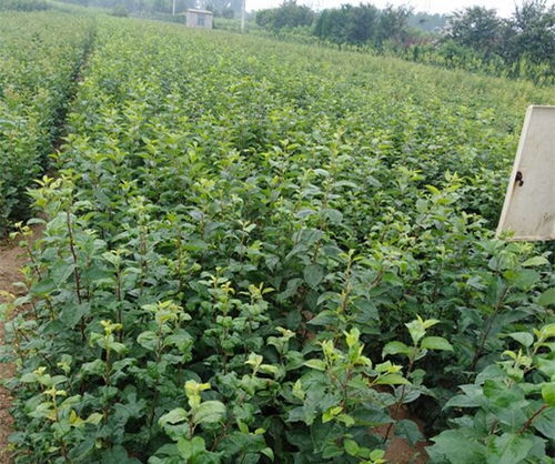 观察苗木， 辨别优劣