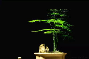 蜘蛛抱蛋，抱抱你的阴凉