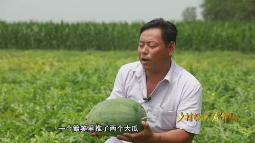 高效种植地瓜与西瓜技巧：打造畜牧业的绿色财富