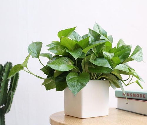 夏季掌握浇水时机，养好室内绿植