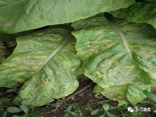 针对霜霉病防治我们有以下建议：