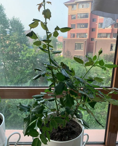 金丝梅盆景如何进行养护与管理，才能使其枝繁叶茂、花开满枝
