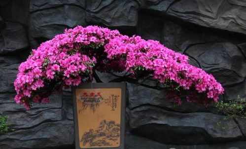 养杜鹃，第一步：土壤的选择