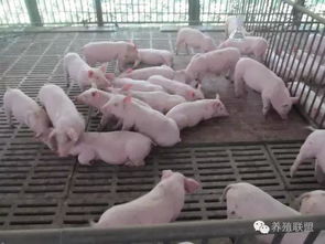三元猪能否作为母猪留种？养殖新手必知的畜牧知识