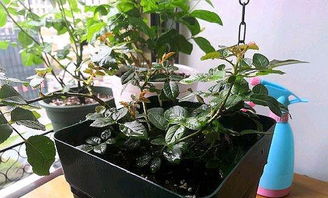 月季小苗移栽， 细节多多，注意事项全解析