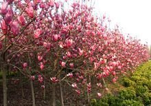 紫玉兰繁殖的几种方式， 我猜你可Neng不知道