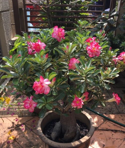 大易烂根，浇水需谨慎